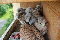 /album/a14-6-2013/krmeni-vecer-1-jpg/